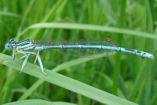 Platycnemis pennipes - Blaue Federlibelle (Illyrische Federlibelle, Gemeine Federlibelle)